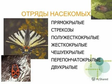 Отряды насекомых жесткокрылые чешуекрылые