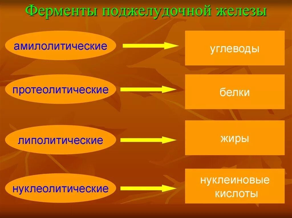 Ферменты секретируемые поджелудочной железой. Амилолитические ферменты поджелудочной железы. Протеолитические ферменты поджелудочной железы. Функции ферментов поджелудочной железы.