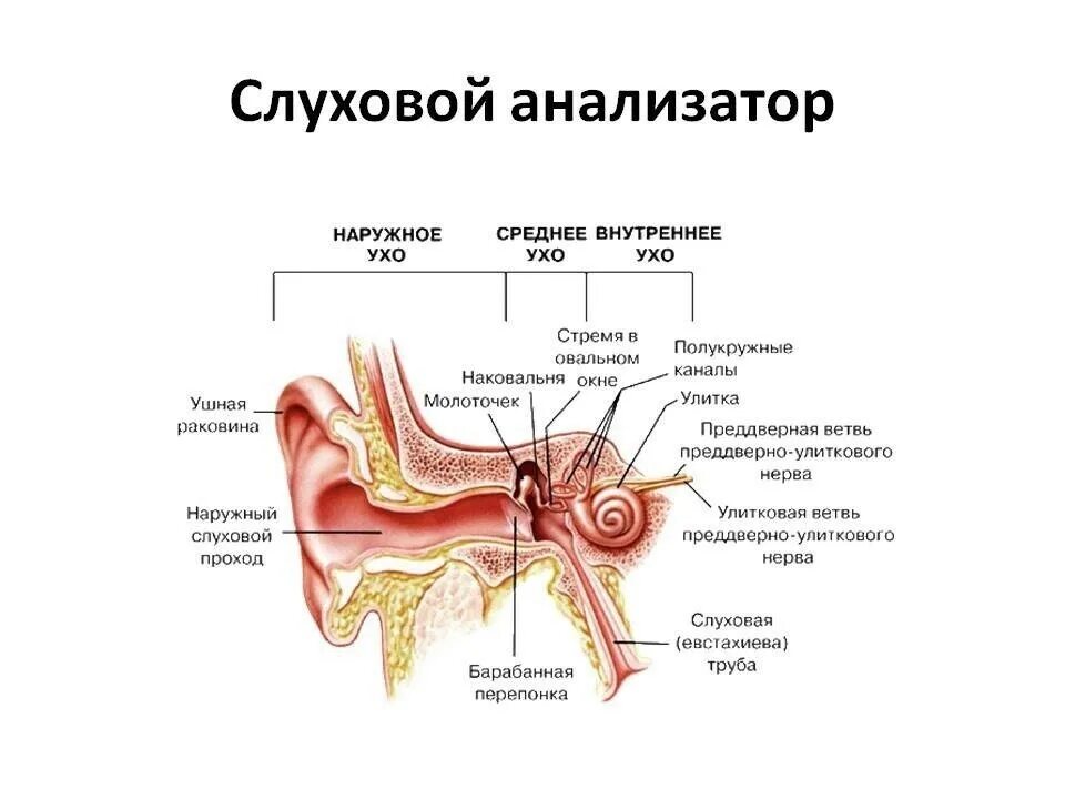 Строение слуховой сенсорной системы. Анатомия и физиология слуха. Анатомия и физиология слуха. Среднее ухо строение и функции анатомия. Общие вопросы анатомии и физиологии сенсорных систем.