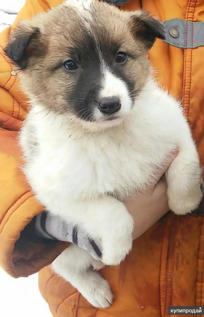 Авито калуга животные. Bibble dogs калуга. Щенки калуга. Авито собаки сочи. Собаки курские.