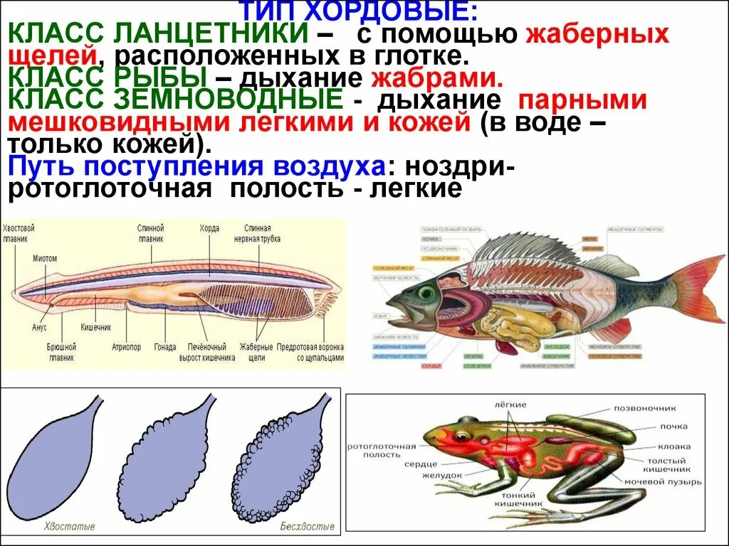 Дыхательная система хордовых ланцетник. Тип Хордовые Подтип позвоночные класс рыбы. Тип Хордовые ланцетник дыхание. Эволюция органов дыхательной системы хордовых.