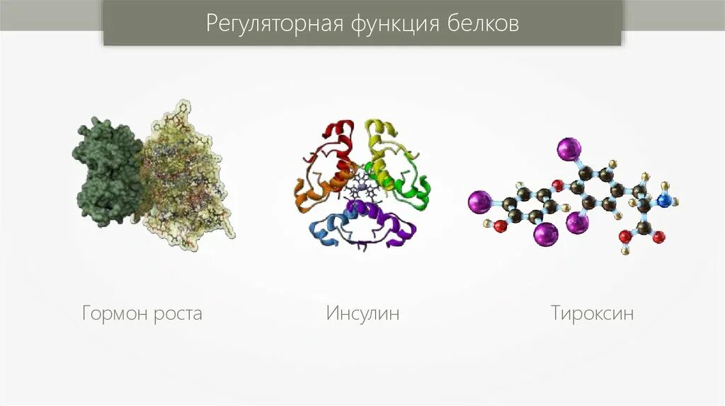 Регуляторная функция белка. Регуляторные белки гормоны. Регуляторная функция белков. Белково пептидные гормоны. Гормон роста белок