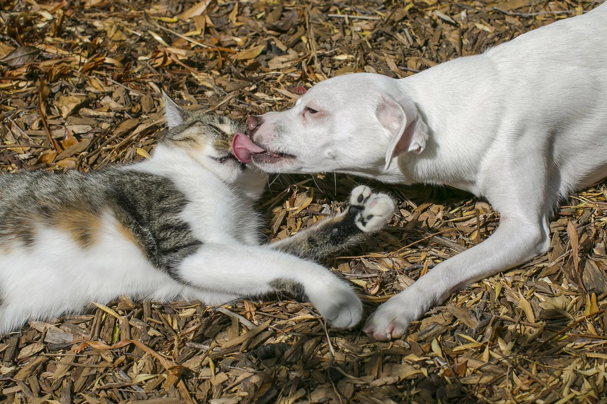 Cat in a dogs world. Кошки и собаки. Собака облизывает кошку. Кот целует пса. Кошка и собака любовь.