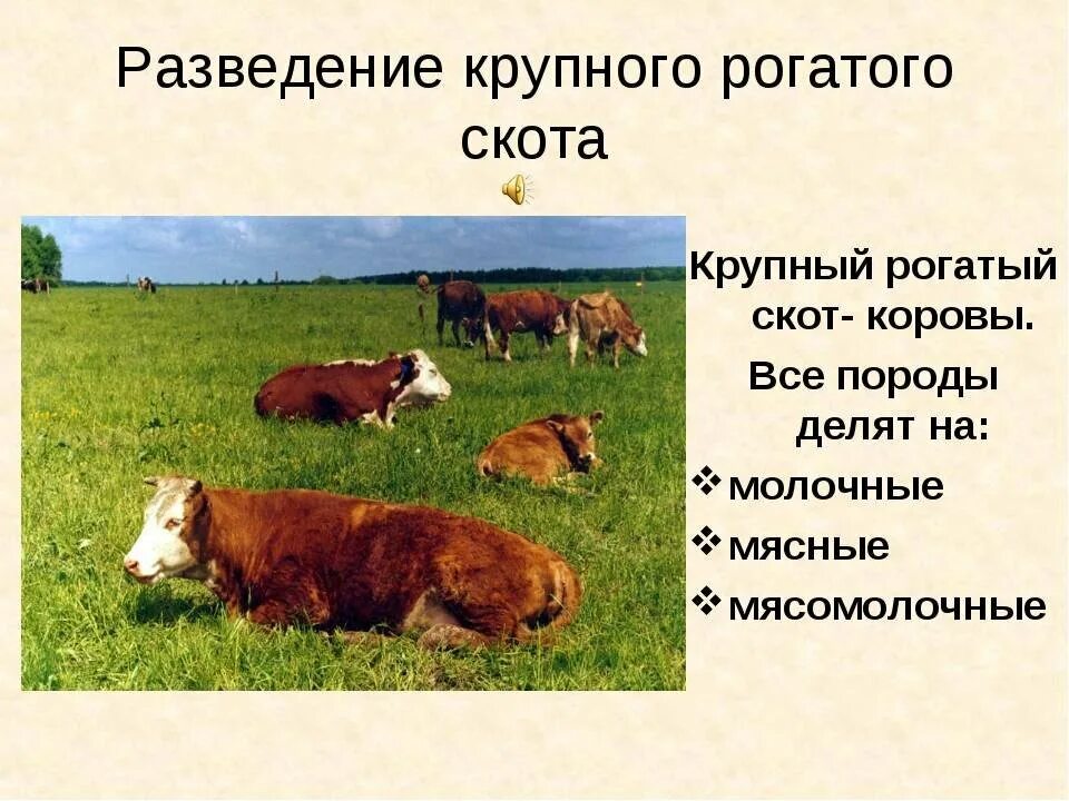 Можно ли считать крупный рогатый скот промежуточным. Разведение крупного рогатого скота. Проект про крупный рогатый скот. Проект разведение крупного рогатого скота. Разведение крупного рогатого скота презентация.