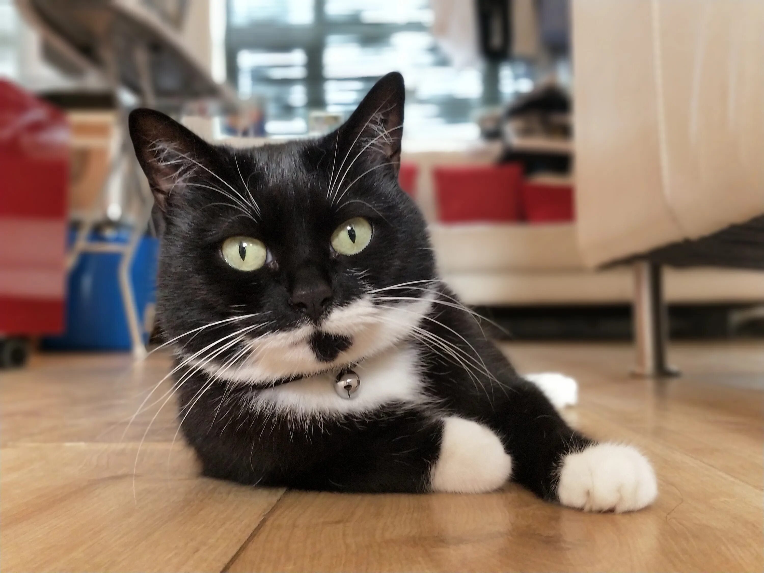 Tuxedo cat. Такседо кошка. cat in tuxedo. fat cat in tuxedo.