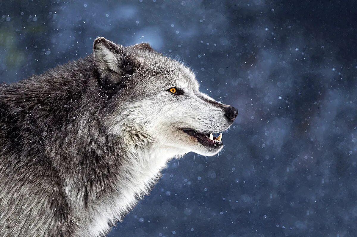 Волк серый. Волк фото. Мудрый волк. Лохматый волк.