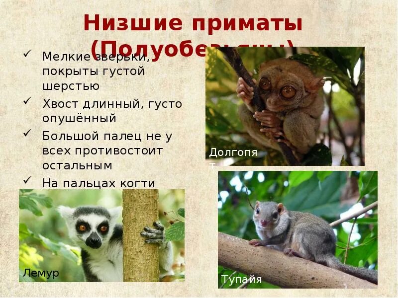 Приматы характерные признаки. Отряд полуобезьяны. подотряд полуобезьяны представители. подотряд низшие приматы полуобезьяны. подотряд низшие приматы общая характеристика.
