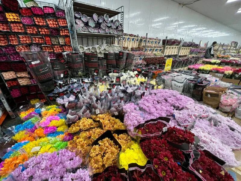 Блэк баккара рижская. Блэк баккара рижская. Цветочная база baccara. Блэк баккара цветы оптом. Блэк баккара цветы оптом.