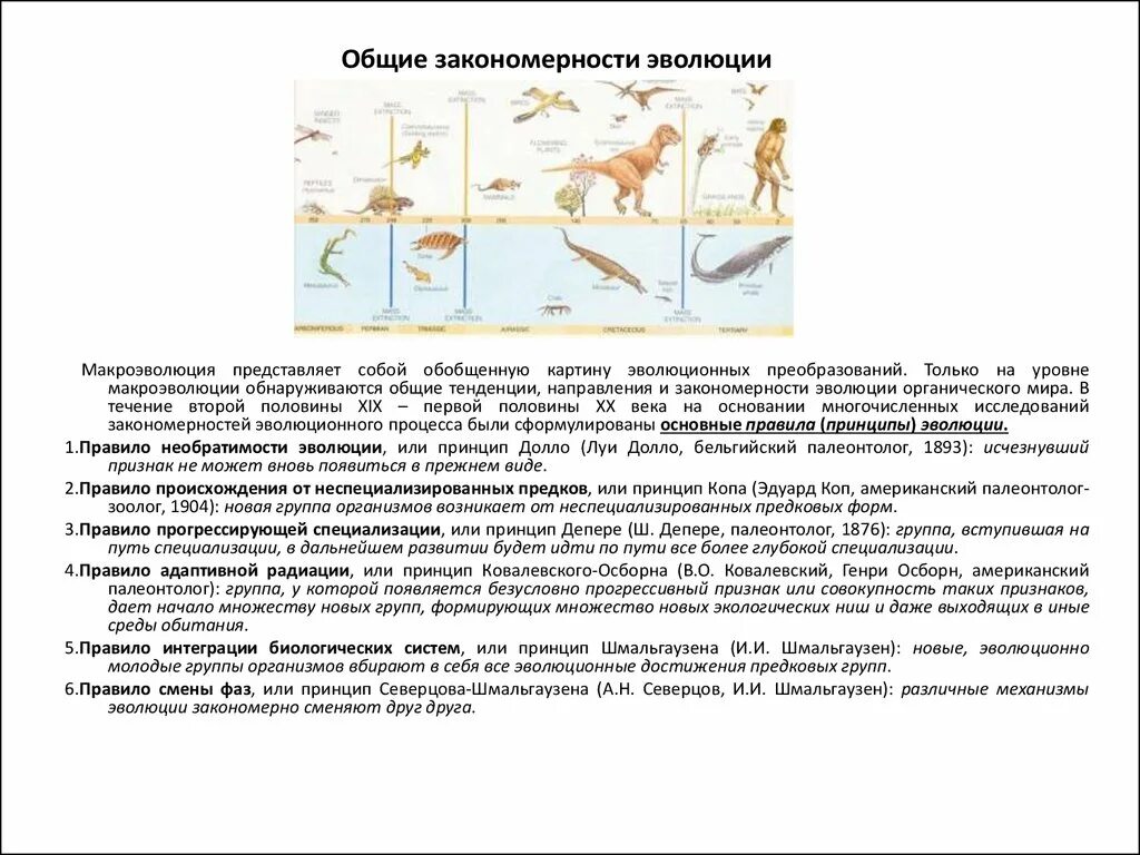 Примеры эволюции живых организмов. Основные закономерности биологической эволюции таблица. Общие закономерности эволюции биологических структур.. Таблица основные закономерности эволюции 9 класс. Основные закономерности эволюционного процесса.