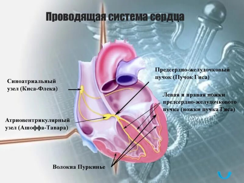 Пучок пуркинье. Проводящая система сердца. Синусно предсердный узел предсердно желудочковый узел. Проводящая система сердца атриовентрикулярный узел. Проводящая система сердца волокна Пуркинье.