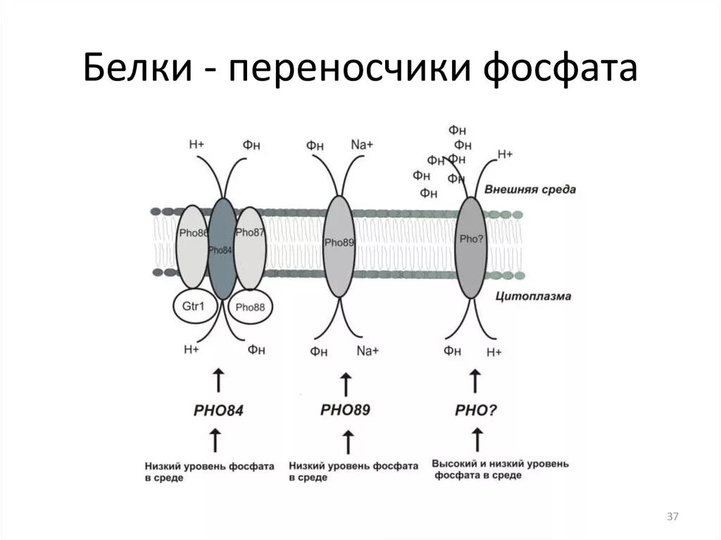 Белковые среды. Белки каналы переносчики насосы. Белки переносчики ионов металлов. Трансмембранные белки переносчики. Белковые каналы и белки переносчики.