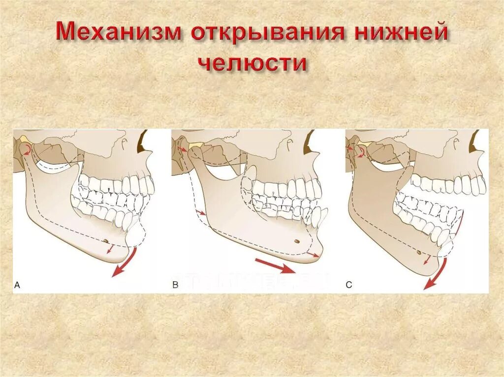 Положение нижней чедюст. Механизм открывания челюсти. Движение головки нижней челюсти. Механизм движения нижней челюсти.