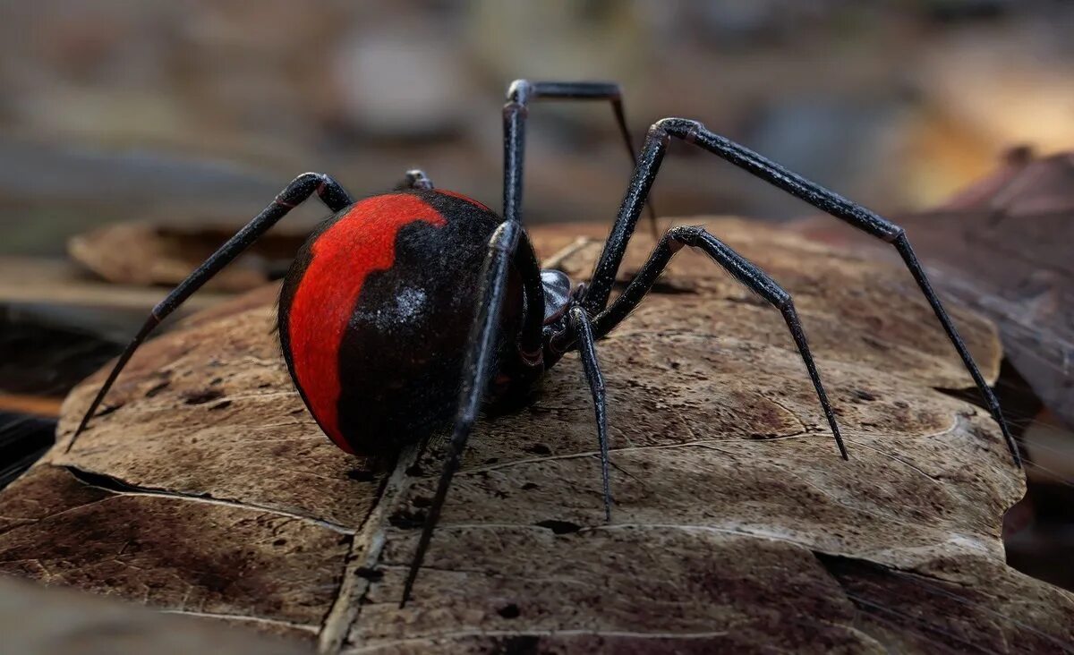 Австралийский красноспинный паук. Ядовитый красноспинный паук. Красноспинный паук Австралия. Черная вдова и красноспинный паук.