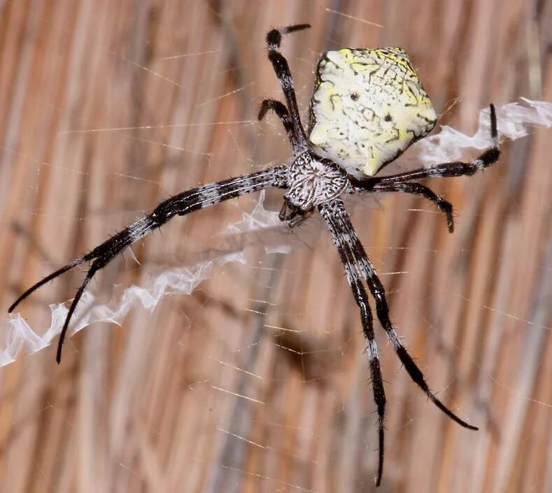 Пауки живут лет. Argiope keyserlingi. Паук мраморный кругопряд. Паук кругопряд Крымский. Аргиопа Кайзерлинга в России.