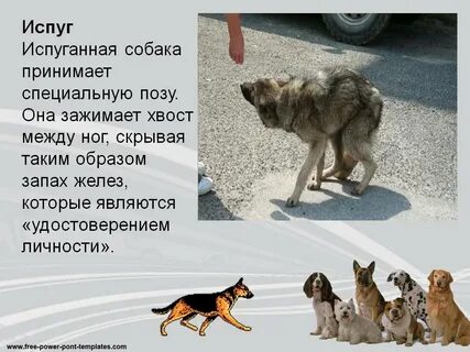 Проект жизнь собак