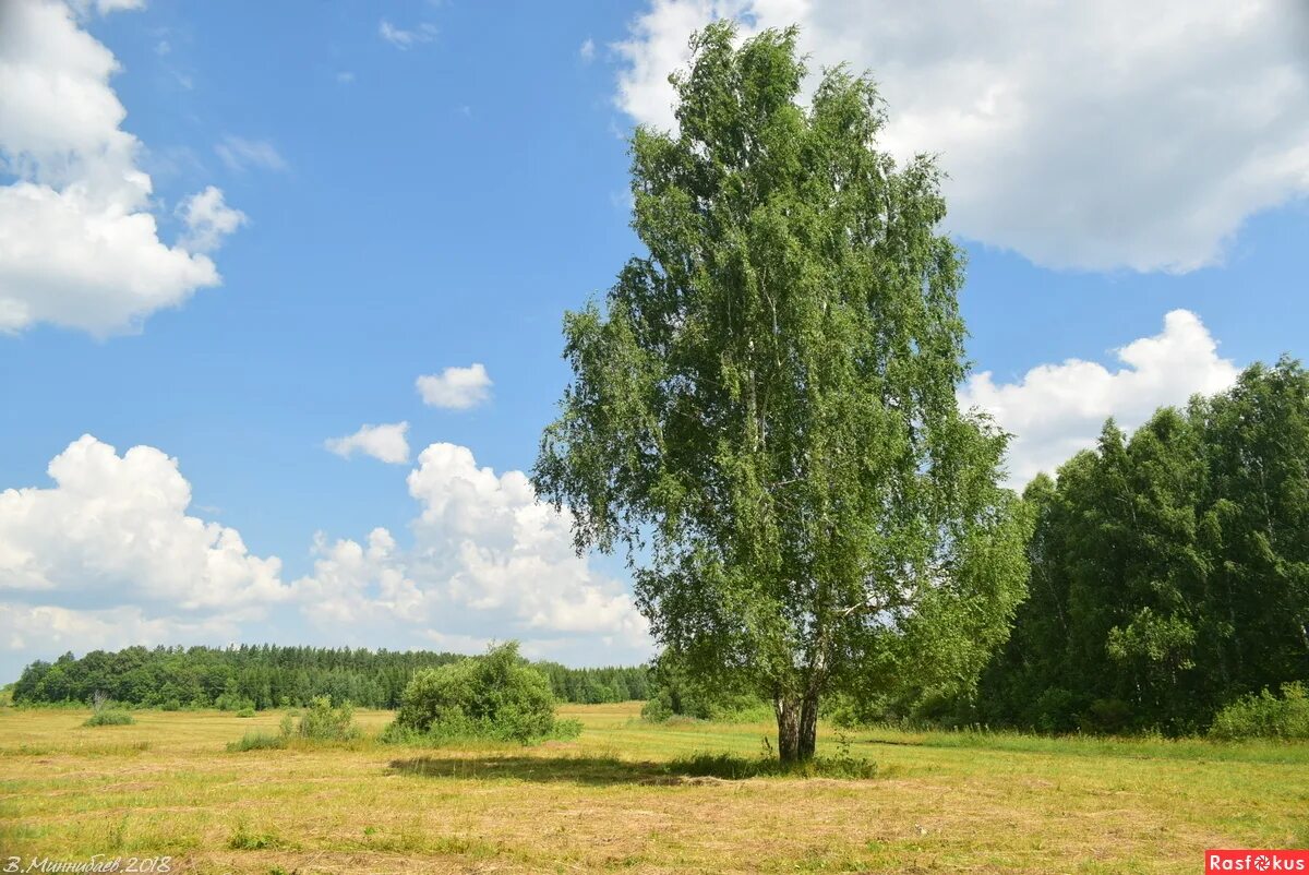 у дома растут березы