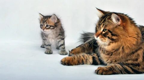 Вес сибирских котят