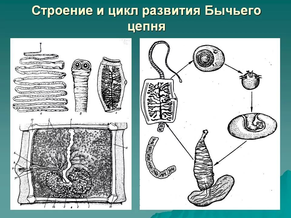 Образ жизни бычьего цепня. Ленточные черви бычий цепень строение. Жизненный цикл ленточного червя бычий цепень. Внутреннее строение бычьего цепня. Особенности жизненного цикла бычьего цепня.