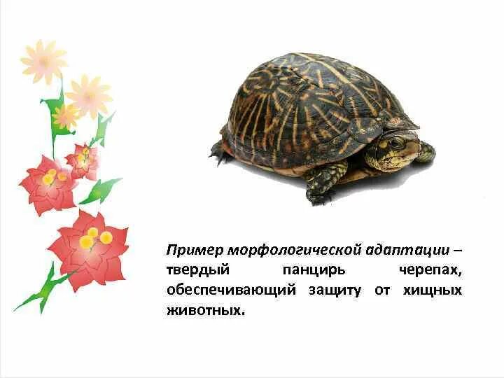 Черепаха пример. Черепаха пример