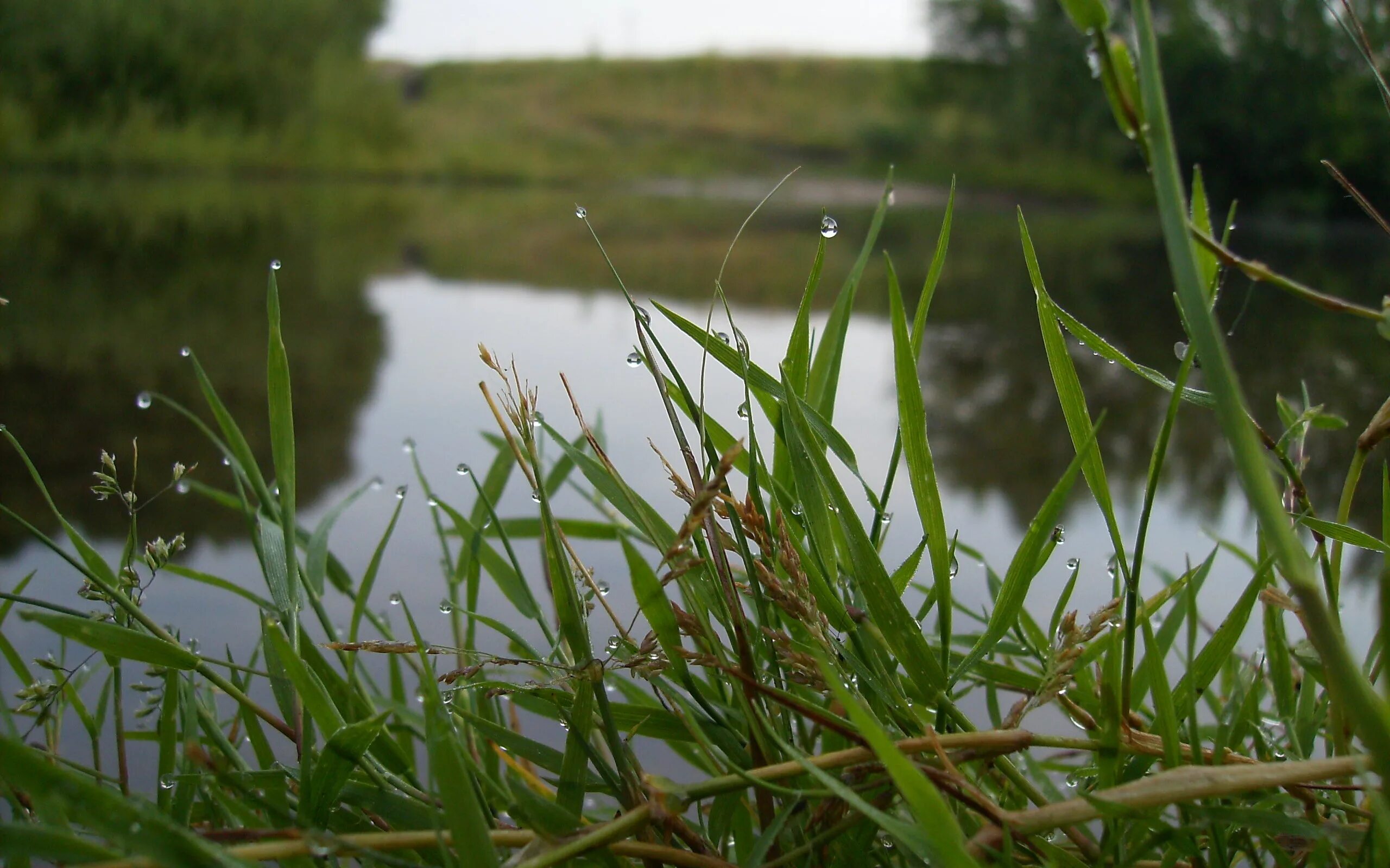 Росянка растение хищник. Листья травы. Bigfish meadow. Рыбалка на траву. Ловит трава.