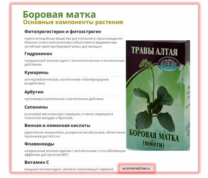 Боровая матка при месячных. Боровая матка лекарство. боровая матка полезные травы. спринцевание боровой маткой. боровая матка для женщин.