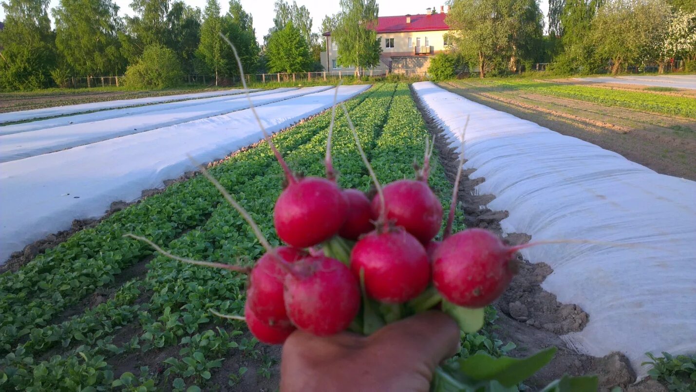 Когда садить редис в теплицу. Редис в закрытом грунте. редис под пленкой. редис в теплице. редиска в теплице зимой.