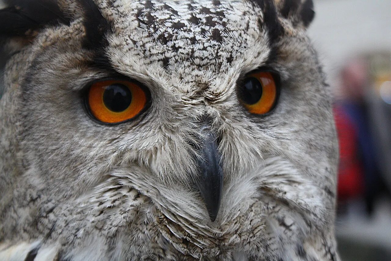 Sova f. Белогорлая неотропическая сова. Sova f. Sova f. Owl is unclear.