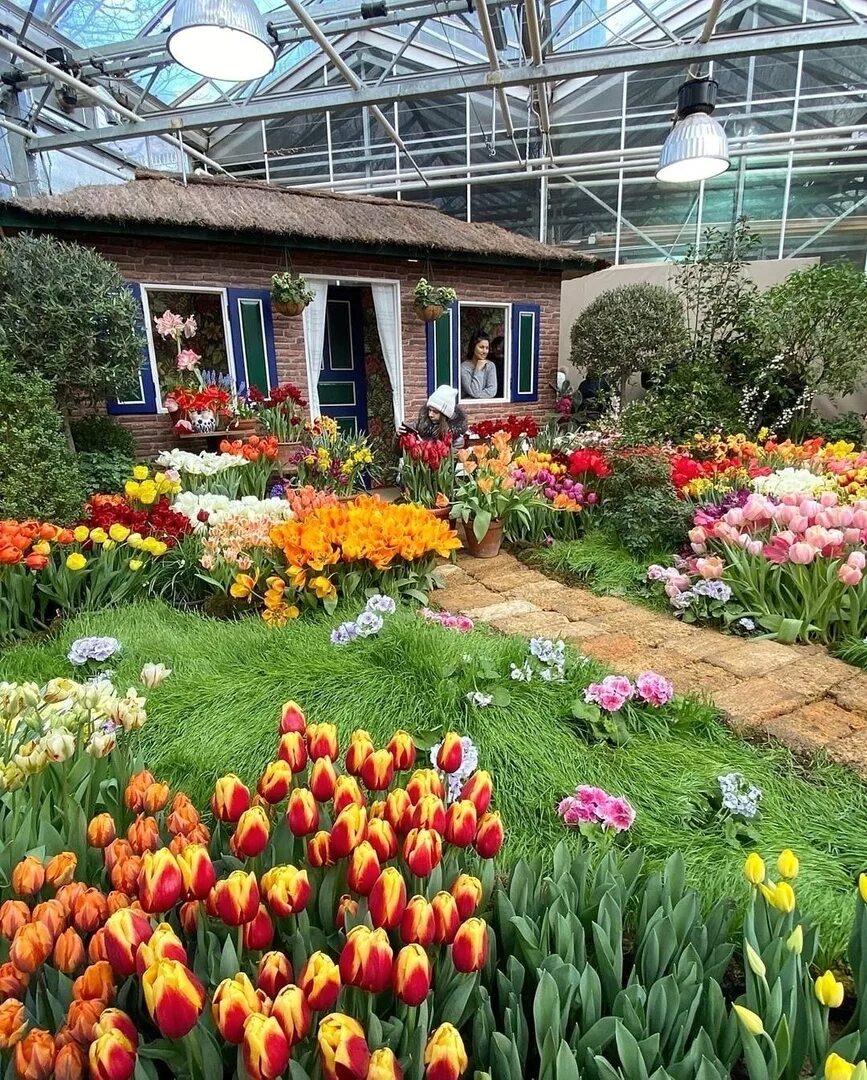 Выставка пионов в аптекарском огороде 2022. Фестиваль пионов и ирисов в аптекарском огороде. Ботанический сад мгу аптекарский выставка тюльпанов. Аптекарский огород тюльпаны. Ботанический сад аптекарский огород тюльпаны.