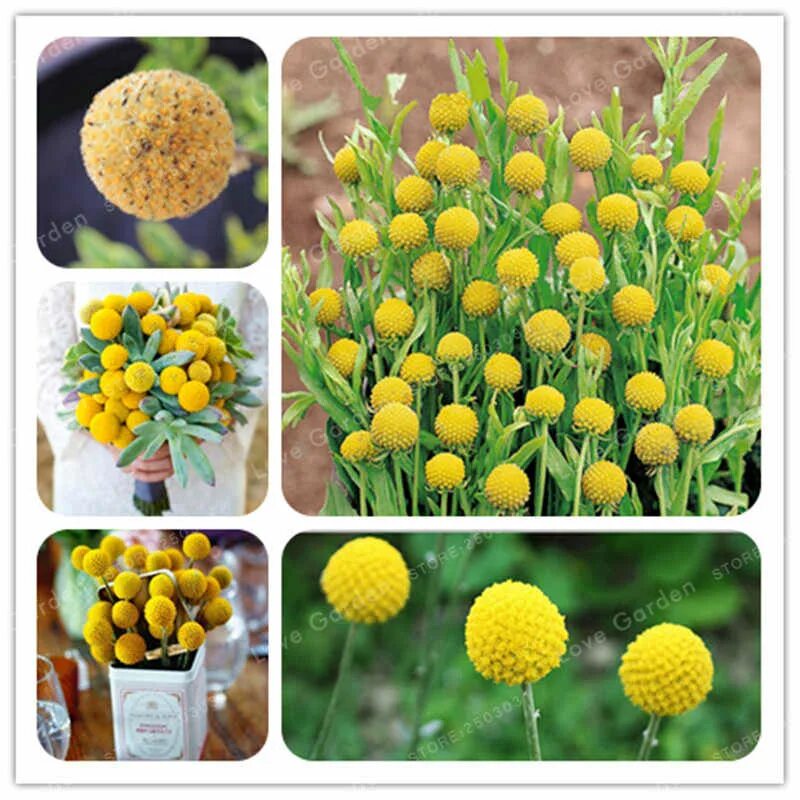 краспедия шаровидная билли баттон. краспедия шаровидная билли баттон. краспедия барабанные палочки. краспедия барабанные палочки. краспедия шаровидная.