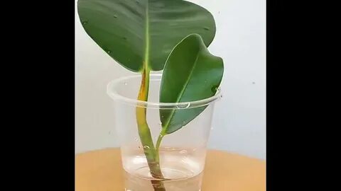 Фикус вода
