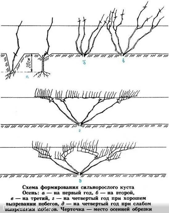 Веерная формировка виноградного куста. Как формировать виноград весной пошаговая инструкция. Как формировать виноград весной пошаговая инструкция. Схемы формировки куста винограда. Схема обрезки винограда весной для начинающих.