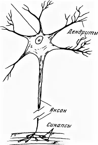 Короткие аксоны сильно ветвятся. Рисунок нейрона с обозначениями. Рисунок нейронных соединений. Строение нейрона рисунок карандашом. Нервная клетка рисунок карандашом.