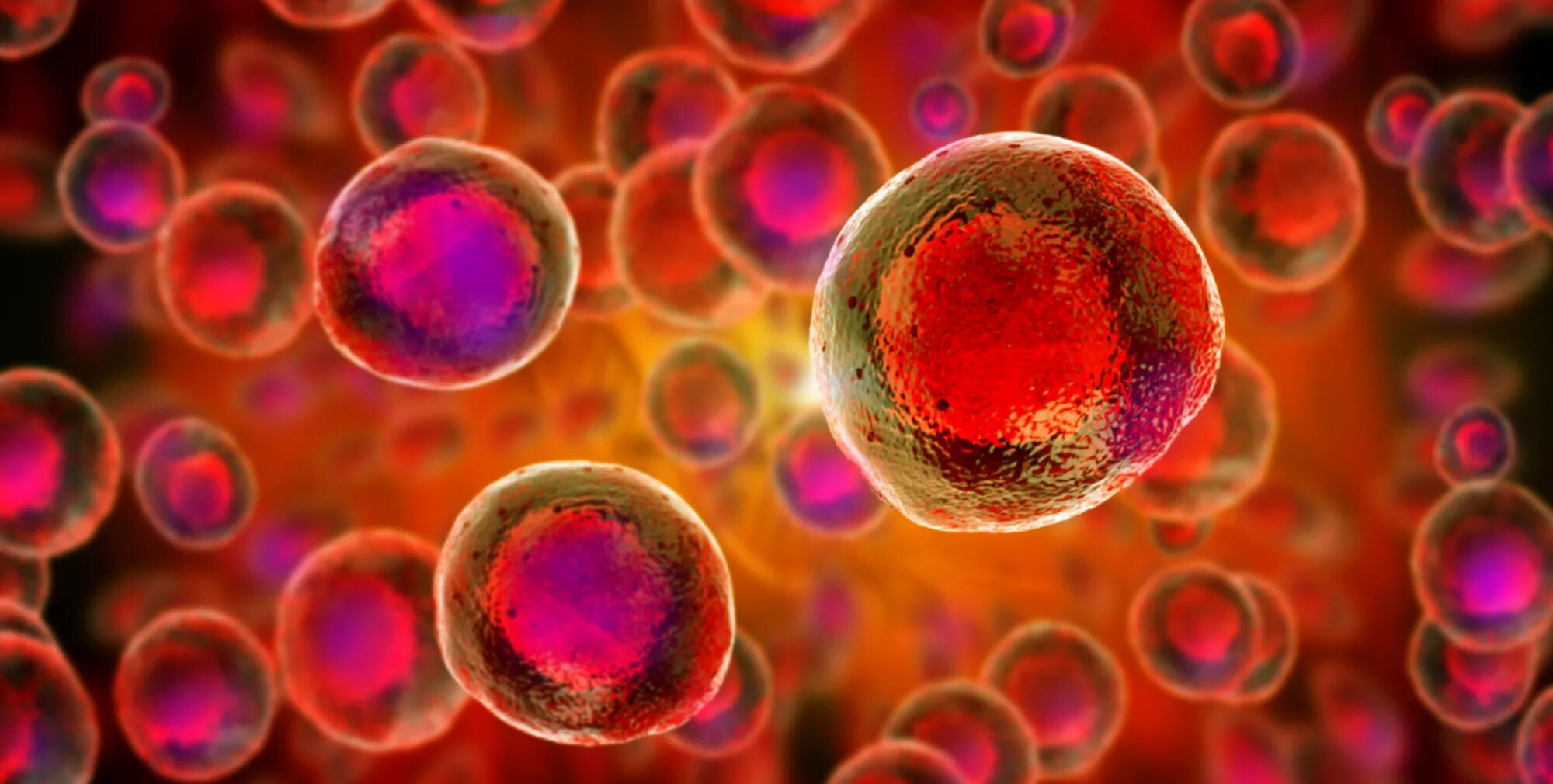 Сколько стволовых клеток. Эмбриональные стволовые клетки. Стволовые клетки в микроскопе. Стволовые клетки под микроскопом. Клеточная биология: стволовые клетки человека.