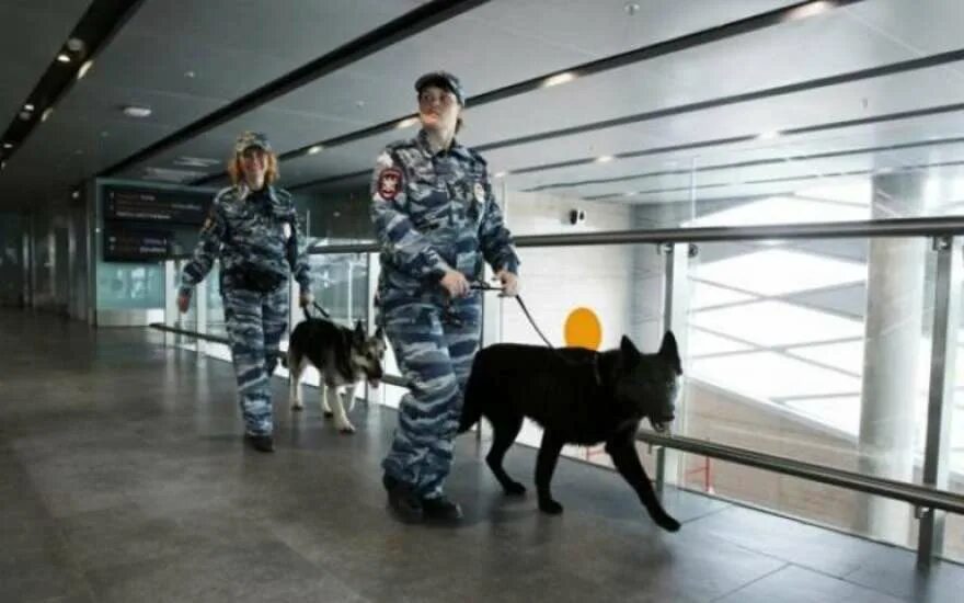 Служебные собаки. Кинологическая служба аэропорта домодедово. Кинолог аэропорт. Кинологи аэропорт домодедово. Кинолог аэропорт.