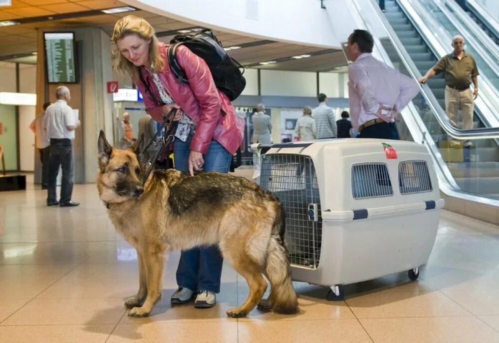 Победа перевозка животных. Переноска для животных в аэропорту. Перевозка собак в самолете. Крупные собаки в аэропорту. Питомцы в аэропорту.