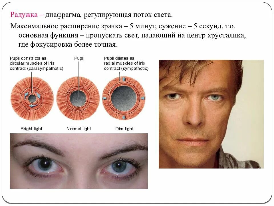 Сужение и расширение зрачка. Максимальное сужение зрачков. Радужка диафрагма. Максимальное расширение зрачков.