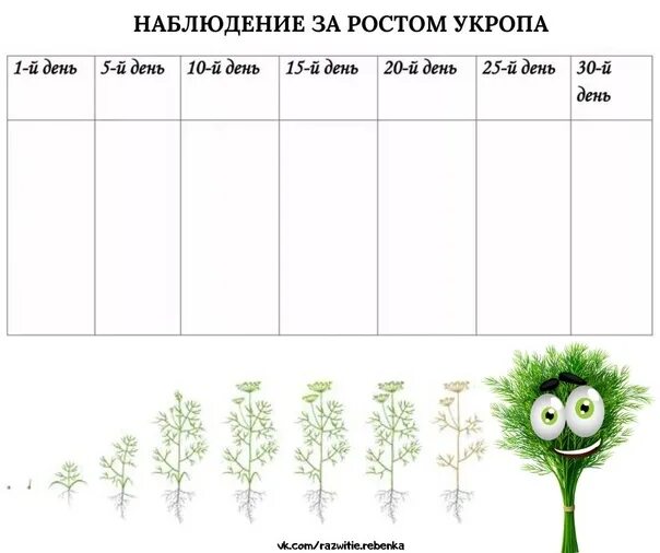 Дневник наблюдений за растениями. Дневник наблюдения за ростом укропа. Наблюдения за 1 неделю