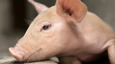 Pig eyed