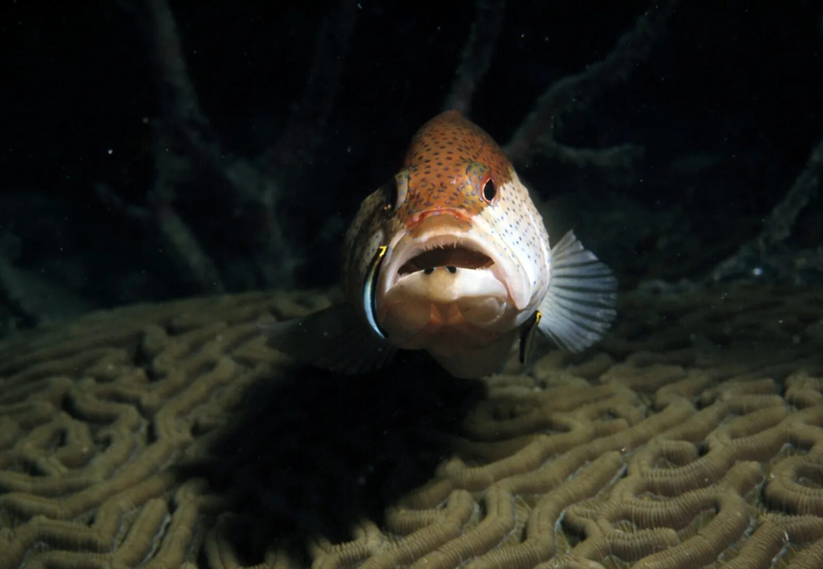 Голубой астронотус. Рыба спереди. Смешные рыбы. Рыба фугу малек. Морда рыбы.
