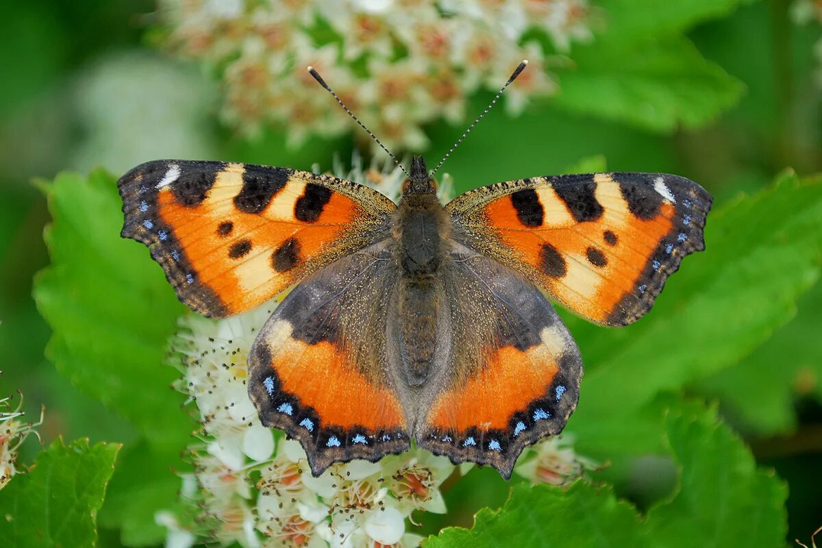 Крапивница чем питается. Крапивница Aglais urticae. Aglais urticae (Linnaeus, 1758). Бабочка крапивница. Nymphalis urticae.