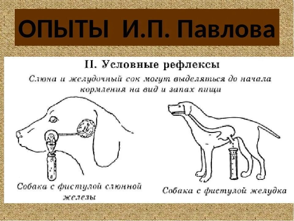 Исследование рефлексов у животных. Исследование рефлексов у животных