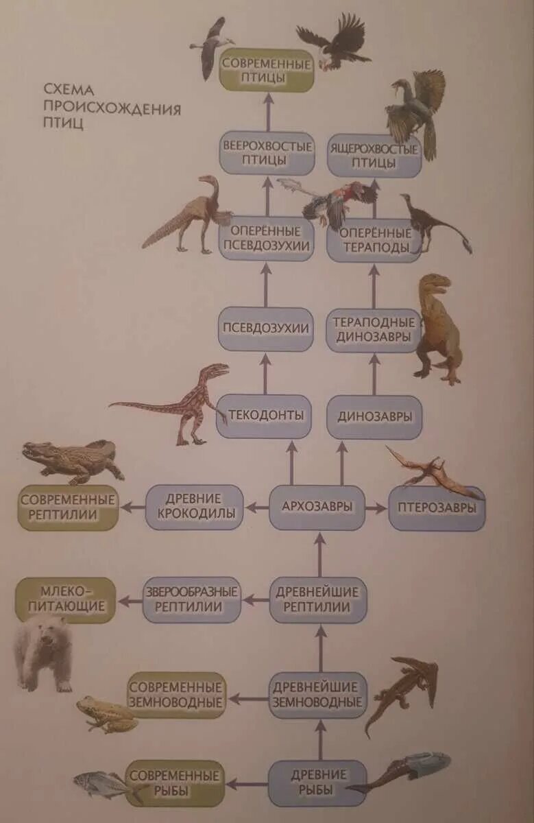Птицы потомки. Происхождение птиц. Происхождение птиц схема. От кого произошли птицы. Птицы произошли от рептилий.