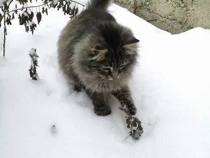 Кошка абрамова