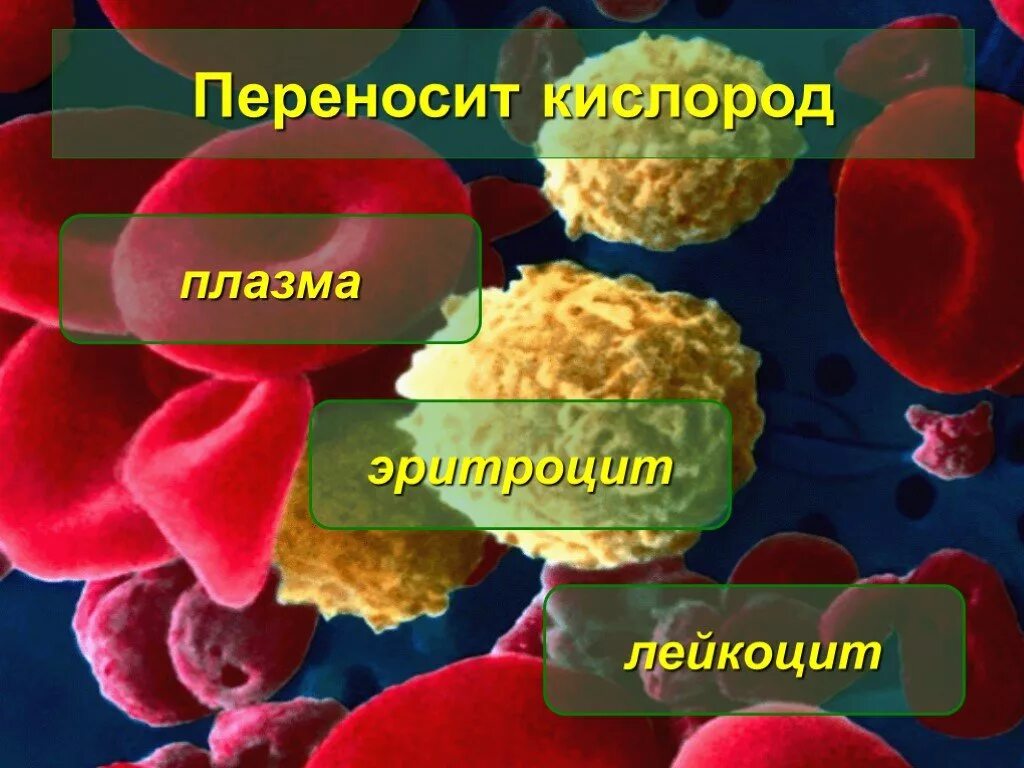 Переносят кислород эритроциты или лейкоциты. Питательные вещества в крови. красные кровяные клетки без ядра. кровь переносит питательные вещества. лейкоциты переносят кислород.
