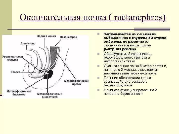 Какая ткань обеспечивает развитие почки. Проток первичной почки. Формирование почек. Окончательная почка. Процессы формирования окончательной почки.