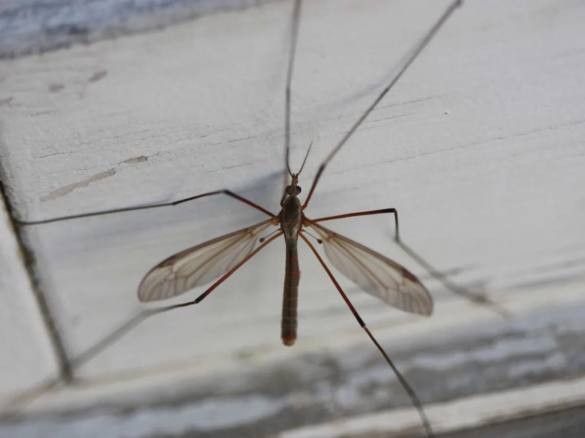 Как называется большой комар. Комар гигант - долгоножка. Большой комар. Самый большой комар. Большой комар с длинными ногами.