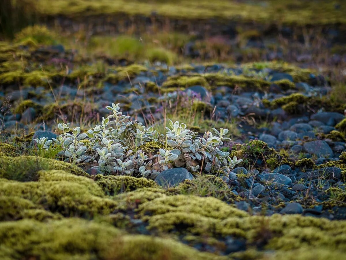 Северный мох. Мох макросъемка. Мох тамарассери. Накипные лишайники. Голубой мох в лесу.