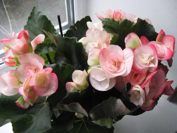 бегония элатиор d15. бегония элатиор микс. бегония elatior. бегония элатиор розовая. фото бегония netja dark.