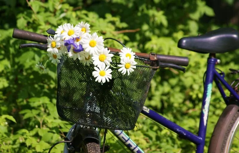 Песня нарву букет и подарю. Велосипед с цветами. Велосипед с ромашками. Велосипед в поле с цветами. Луг цветы велосипед.