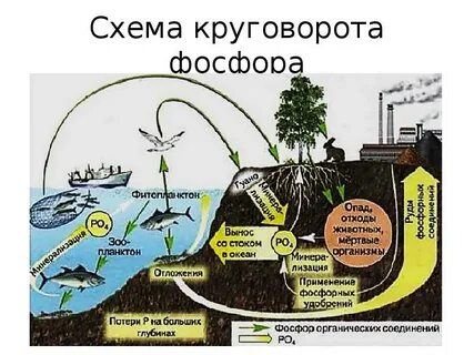 Роль бактерий в круговороте кислорода